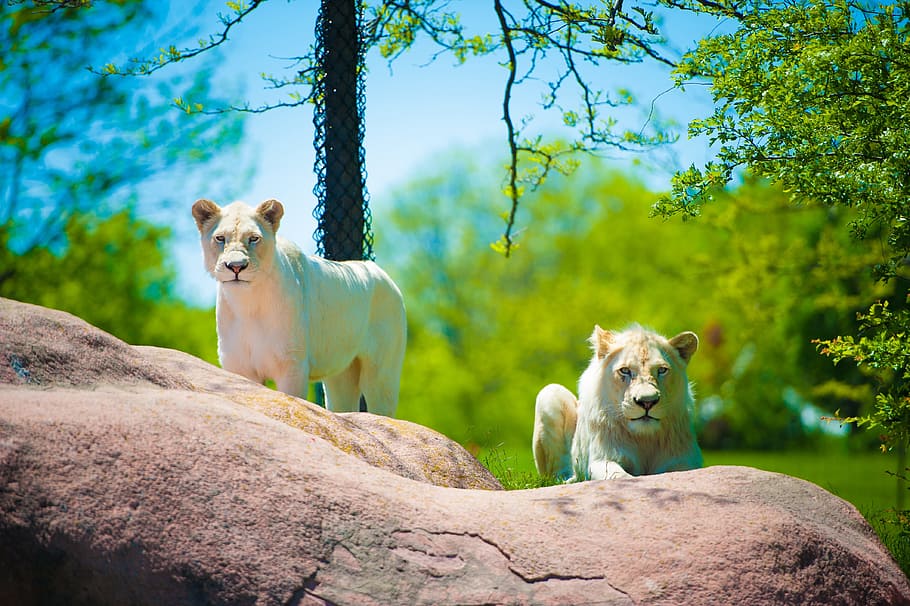 lion, cub, toronto zoo, imran, mughal, wildlife, nature, cat, HD wallpaper