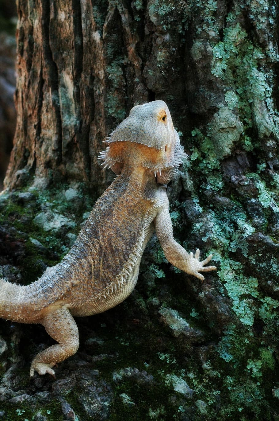 Pets, Lizard, Bearded, Dragon, animal, nature, wildlife, reptile HD wallpaper