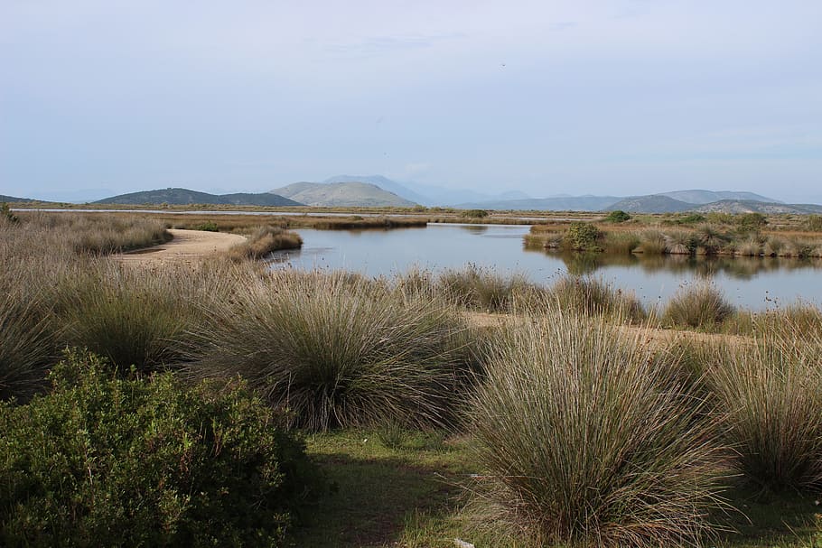 shrubby, river, delta, water, plant, beauty in nature, scenics - nature HD wallpaper