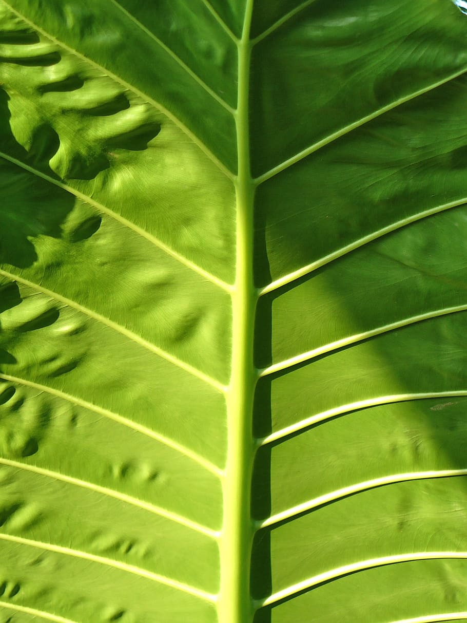 leaf green, biological, leaves, nature, macro, sheet framework HD wallpaper
