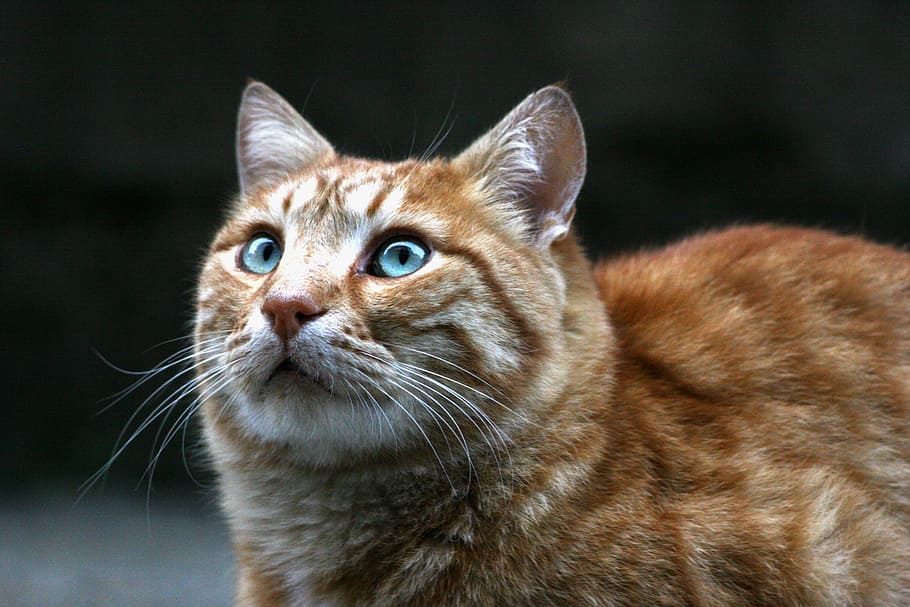 animal, cute, cat, portrait, eye, mammal, animal themes, domestic HD wallpaper