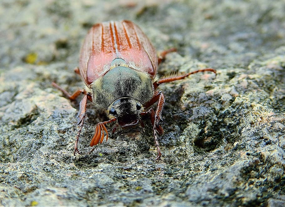 maybug, insect, nature, rock, spring, one animal, animal wildlife HD wallpaper