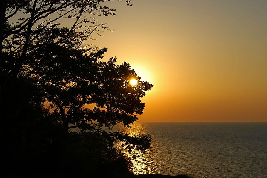 silhouette of tree under golden hour, sunset, sky, twilight HD wallpaper