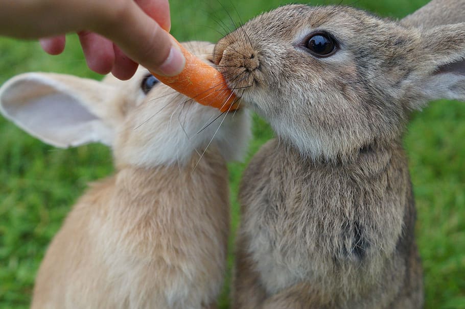 two brown hares and person holding carrot selective focal photo