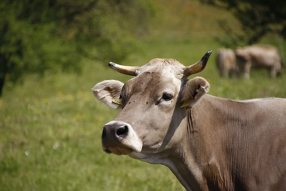 HD wallpaper: Pasture, Horns, Milk Cow, brown swiss, dairy cattle, beef ...
