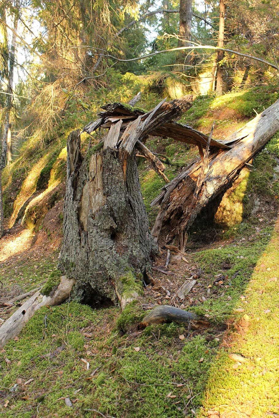 forest, broken, tree, summer, plant, land, nature, tranquility HD wallpaper