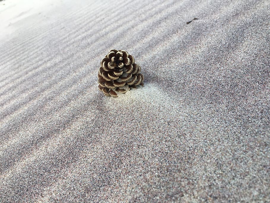 pine cone, beach, the waves, cones, tree, sand, land, pattern, HD wallpaper