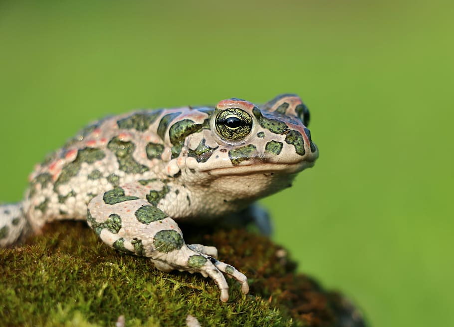 brown and green frog, toad, moss, camo, tsarevna, croak, amphibian HD wallpaper