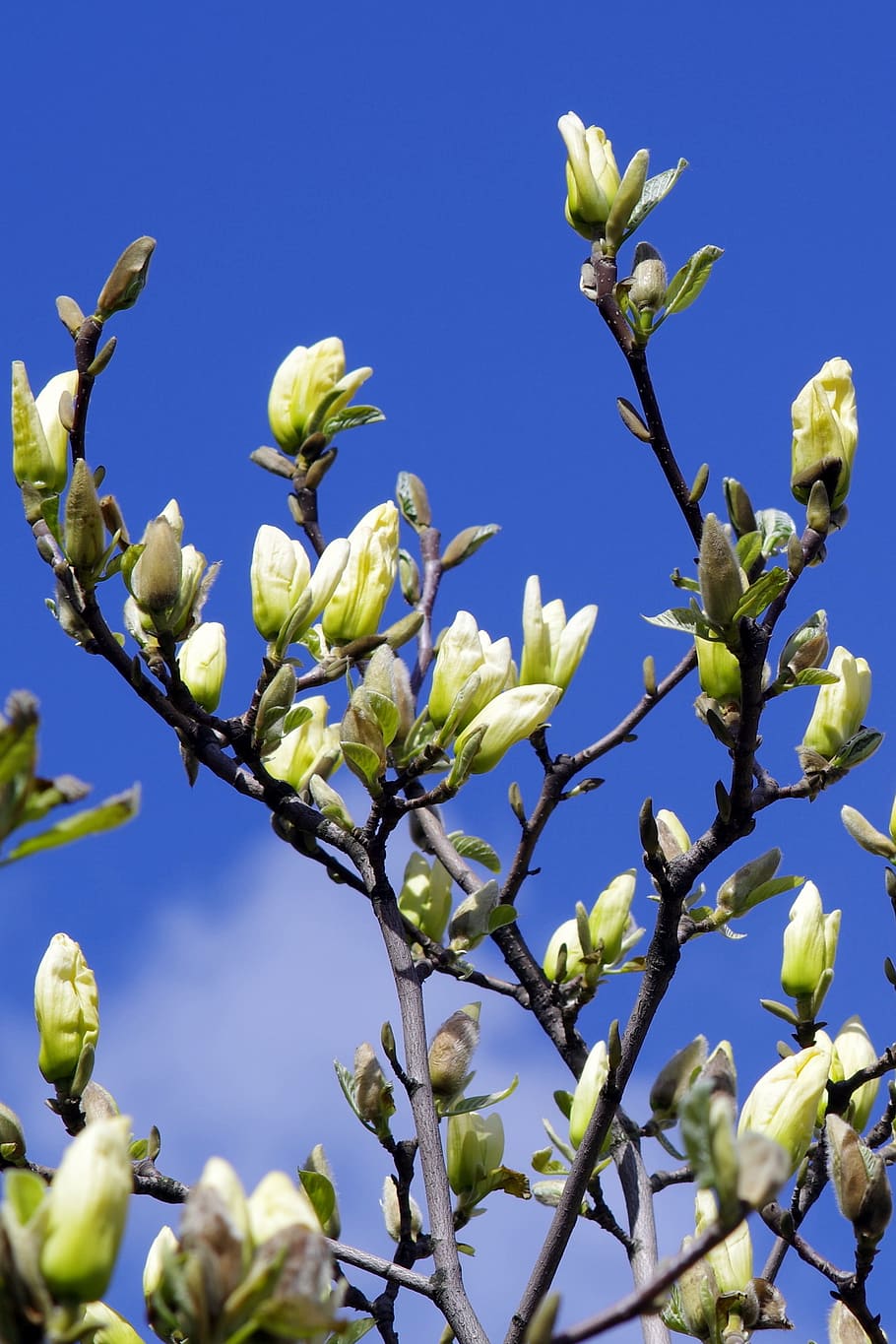 Magnolia, Buds, Yellow, Twigs, the buds, magnolia branches, HD wallpaper