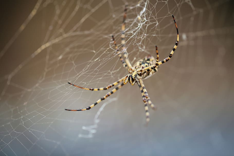 spider, strong, cobweb, spider web, fragility, close-up, animal themes HD wallpaper
