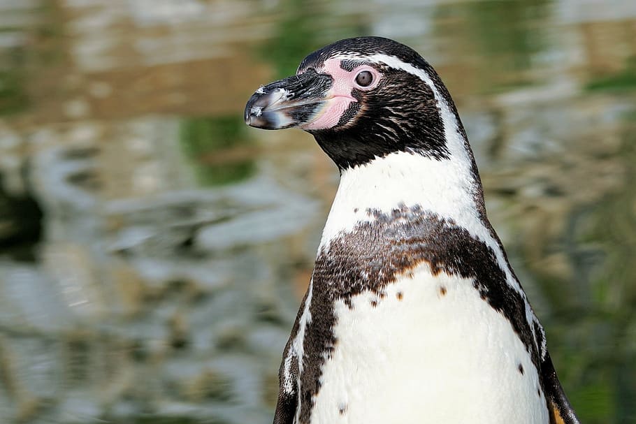 selective focus photography of Magellanic penguin, bird, animal, HD wallpaper
