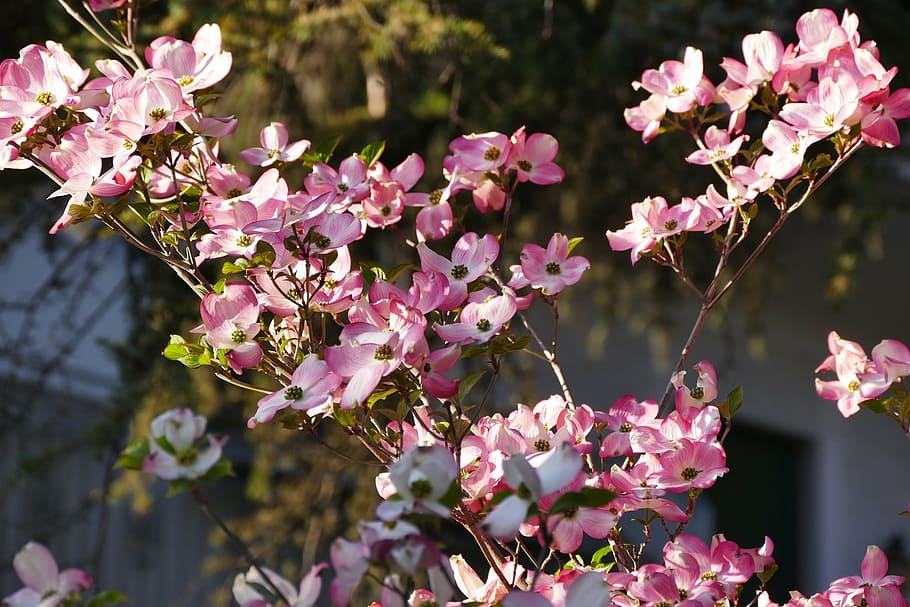 spring, meran, still life, flowers, close, south tyrol, pink Color, HD wallpaper