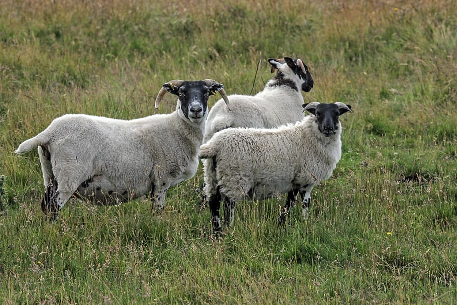 sheep, highlands and islands, scottish blackface, horns, scotland, HD wallpaper