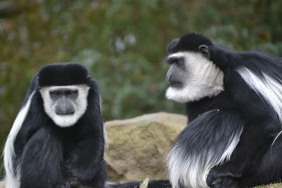 colobus monkey, äffchen, zoo, animals, primate, group of animals HD wallpaper