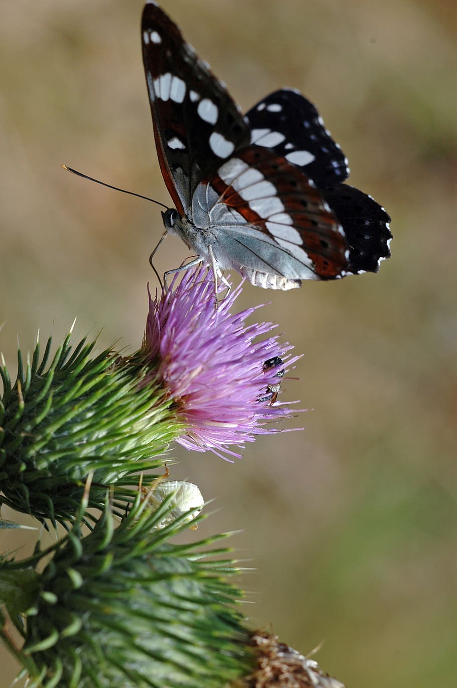 insect, butterfly, moth, thistle, butterfly short tail, animal HD wallpaper