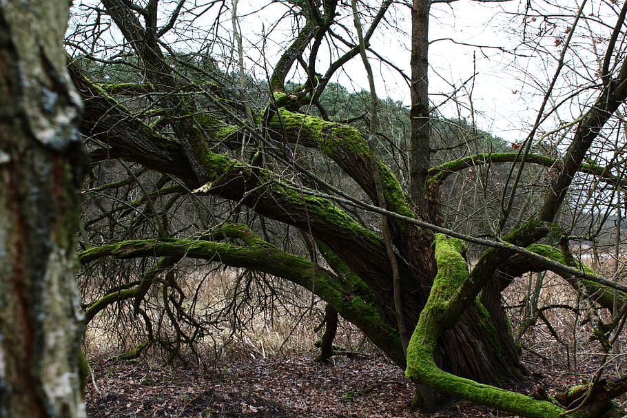 tree, old, moss, old tree, nature, green, forest, gnarled, wood HD wallpaper