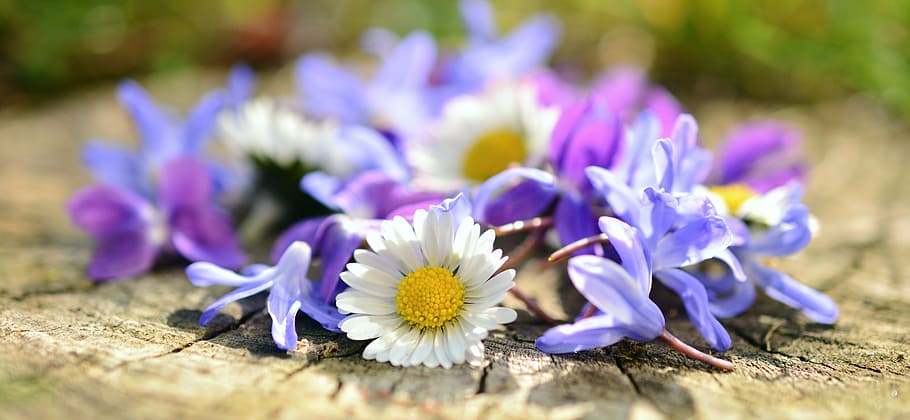 assorted flowers on top of wood slab selective-focus photo HD wallpaper
