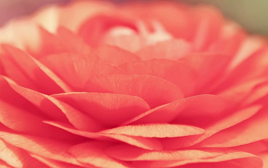 Flower, Opening, Spring, Blossom, red, petal, rose - flower HD wallpaper