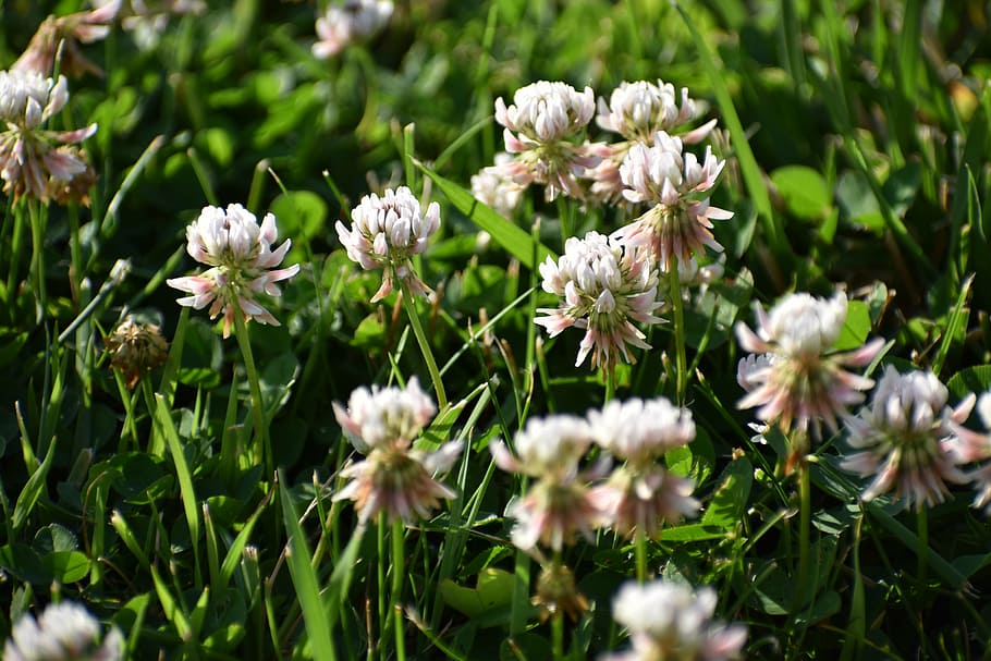 clover, grass, nature, flower, plant, close-up, springtime HD wallpaper