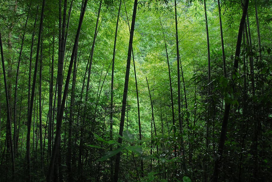 landscape photography of forest of bamboo, green, tree, plant HD wallpaper