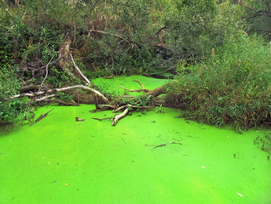 green leafed trees, pond, green alga, algae, environment, water HD wallpaper