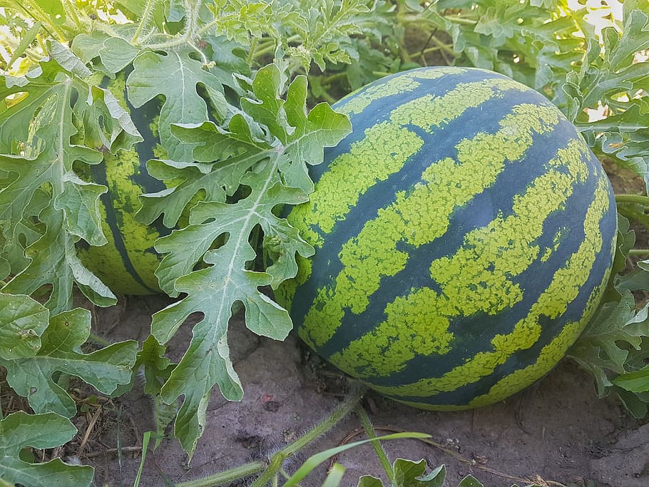 two watermelons on farm, background, berry, board, breakfast HD wallpaper