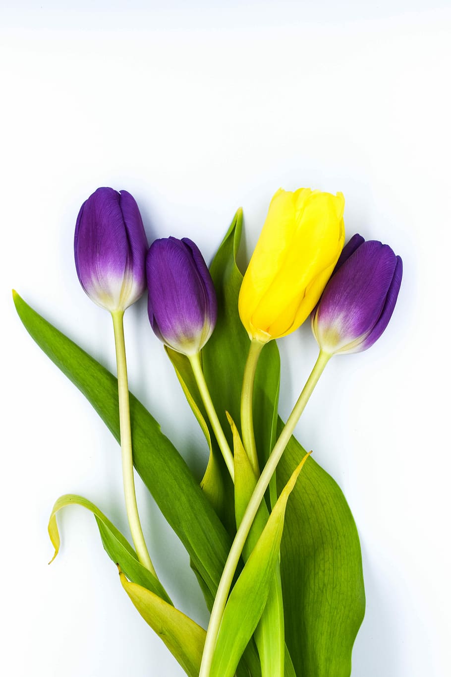 three purple and one yellow tulip flowers, nature, easter, plant, HD wallpaper