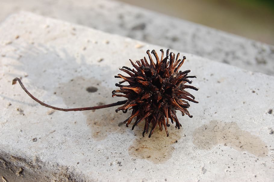 nature, liquidambar styraciflua, balls, no people, focus on foreground HD wallpaper