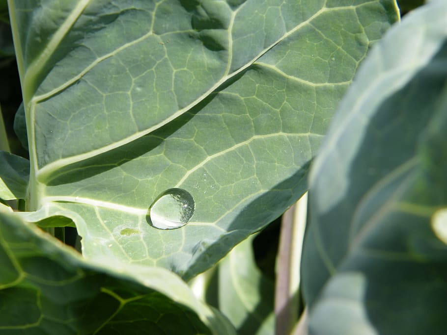 raindrop, cabbage leaf, drip, plant part, close-up, green color HD wallpaper