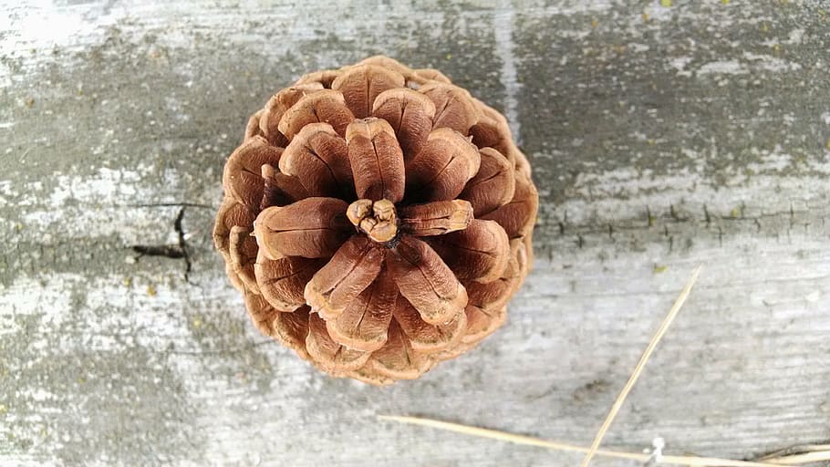 close-up photo of brown pinecone, conifer cone, coniferous HD wallpaper