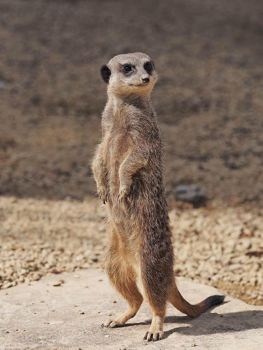 meerkat, standing, portrait, lookout, looking, guard, sentinel