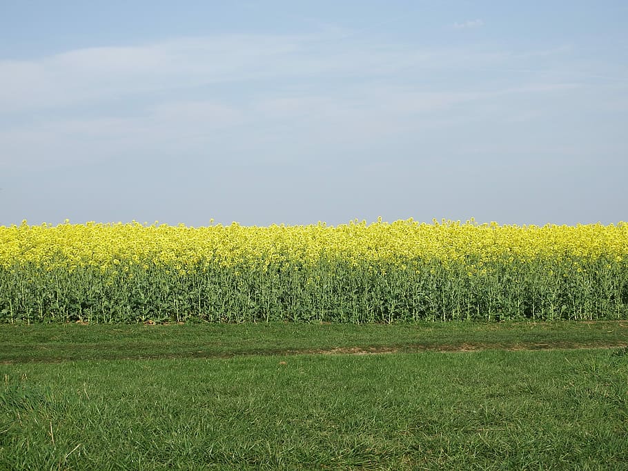 rapeseed, sky, clouds, grass, countryside, field, land, growth HD wallpaper