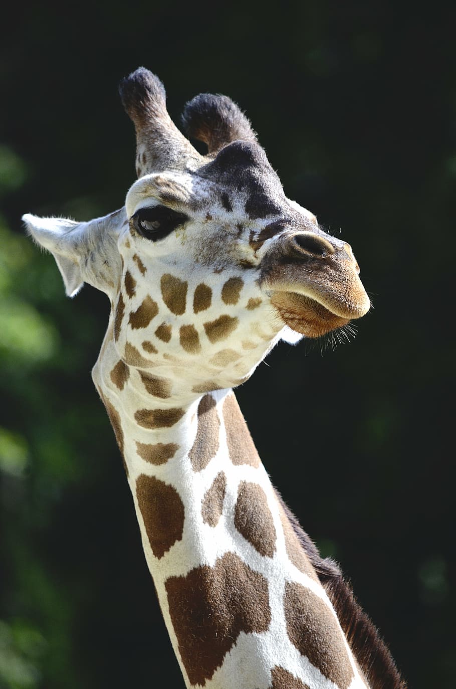 giraffe, neck, long jibe, spotted, savannah, head, large, animal, HD wallpaper