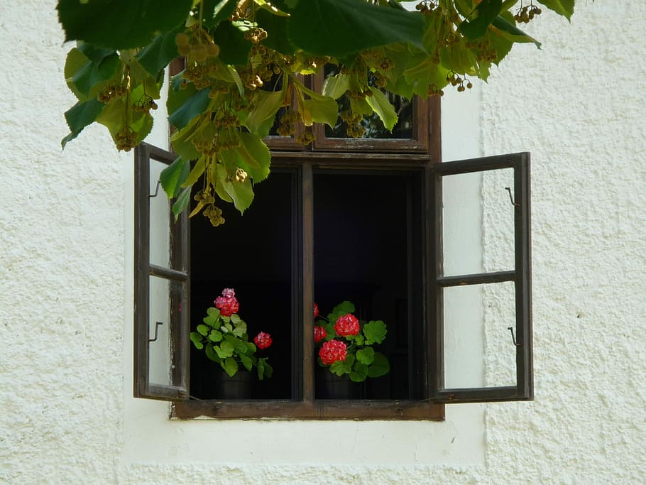 Geranium, Window, Home, Tree, Still Life, mood, food and drink HD wallpaper
