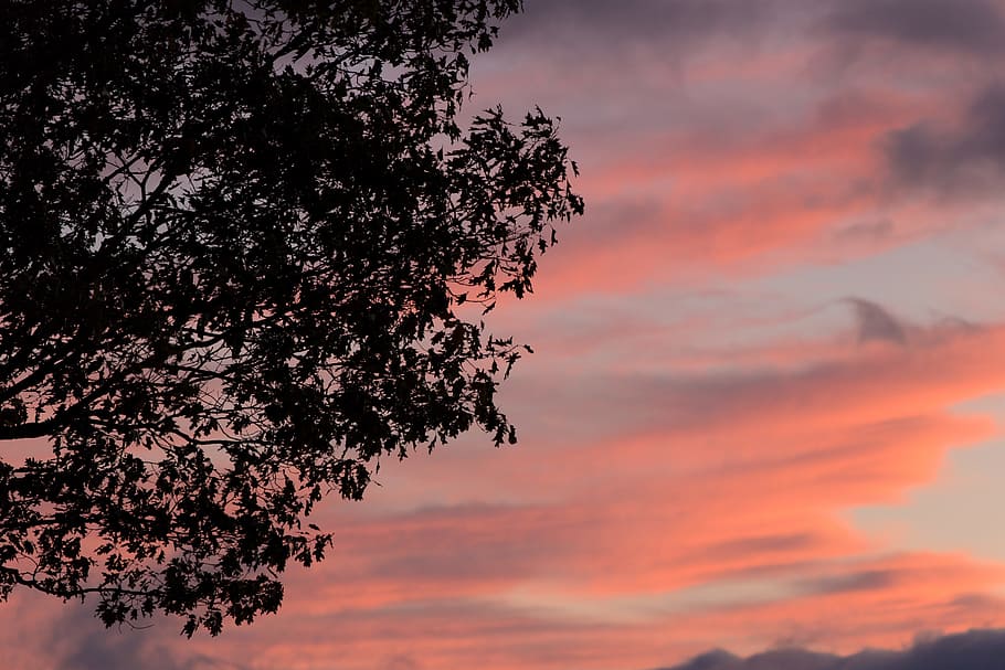 Silhouette of Tree during Sunset, backlit, clouds, dark, daylight HD wallpaper