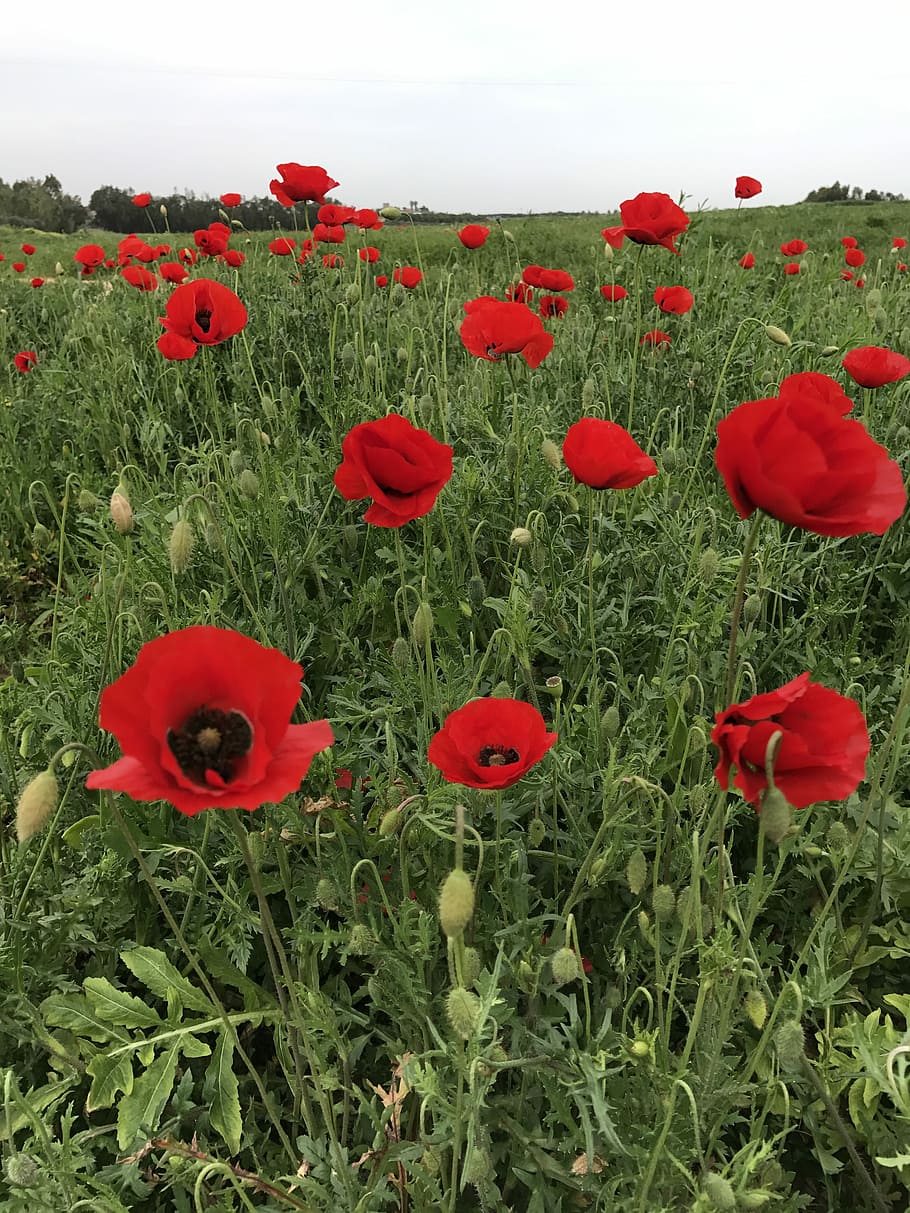 Flower, Nature, Spring, red, poppy, plant, field, flowering plant HD wallpaper