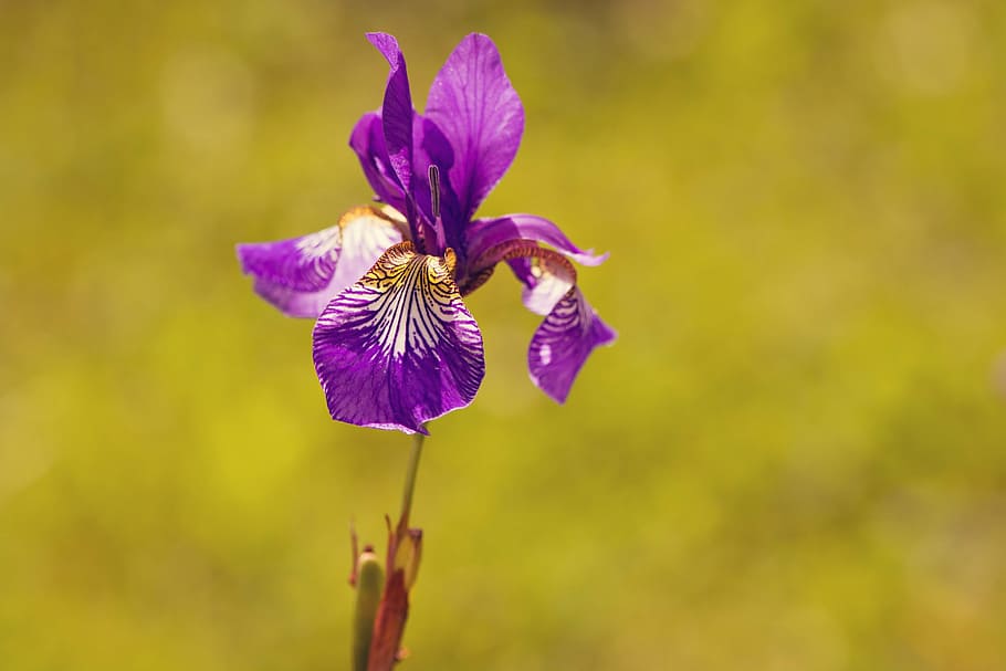 HD wallpaper: iris, plant, flower, purple, violet, purple flower