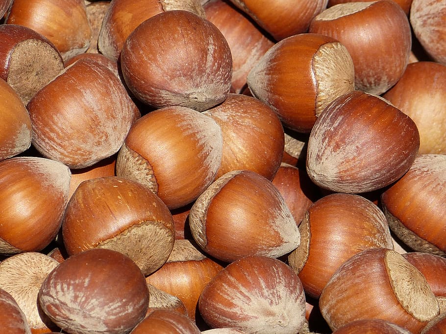 pile of brown chestnuts, hazelnuts, shell, market, food, tasty HD wallpaper