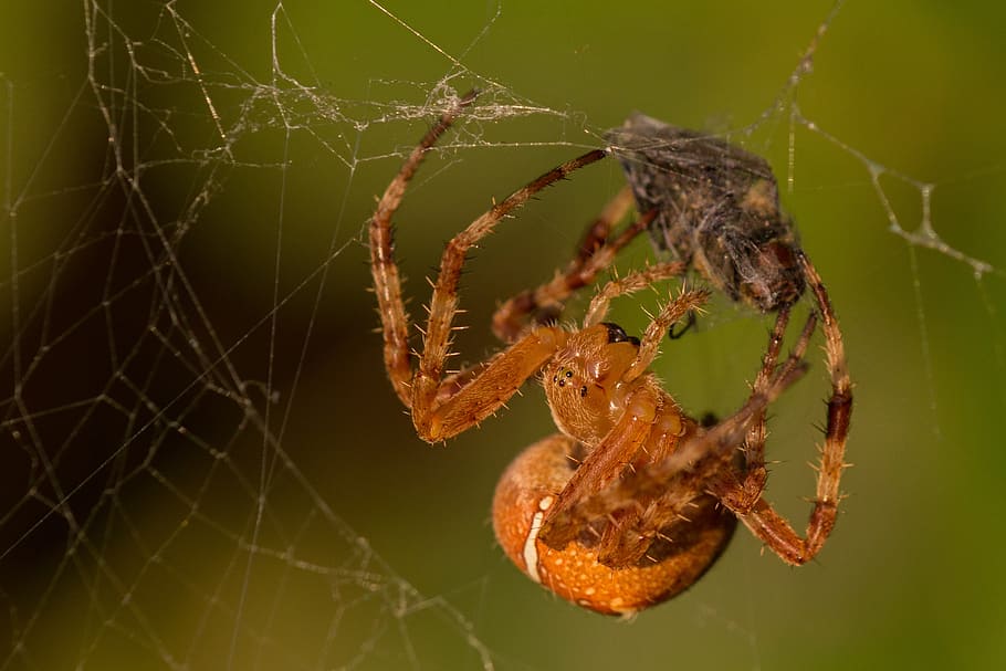 spider, prey, cobweb, close, nature, arachnid, macro, spinning up HD wallpaper