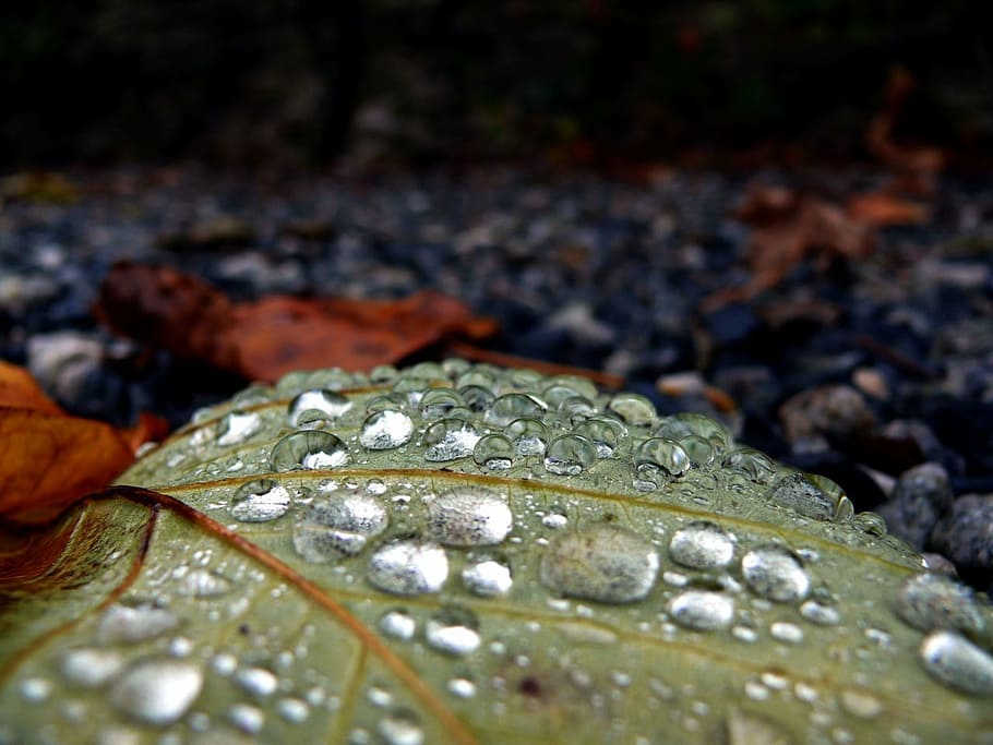 drop, rain, leaf, nature, picture, beautiful, water, wet, plant part HD wallpaper