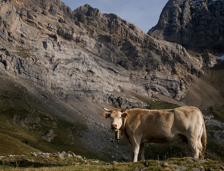 brown cattle standing near mountain, brown water buffalo on mountain, HD wallpaper