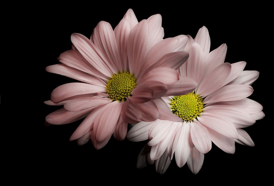 Softly Pink, two pink chrysanthemum flowers in closeup photo, HD wallpaper