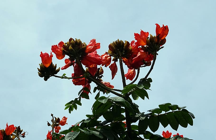 flower, spathodea, plant, tree, bignoniaceae, spathodea campanulata HD wallpaper