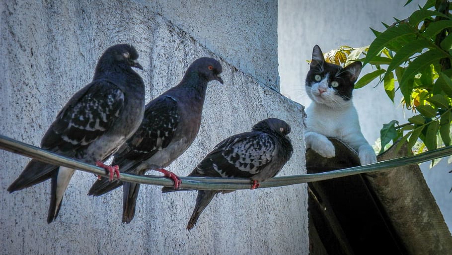 three black pigeons, cat, animal, domestic, hunt, roofs, birds, HD wallpaper