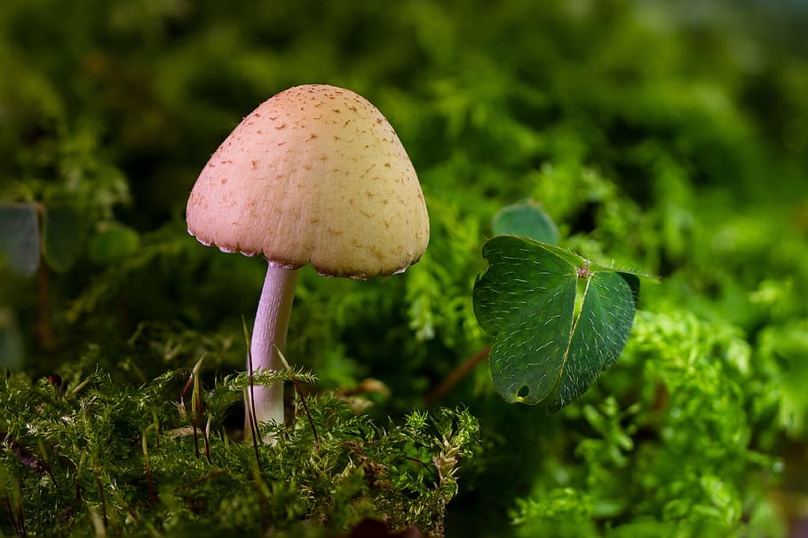 close-up photography of orange mushroom, mini mushroom, sponge, HD wallpaper