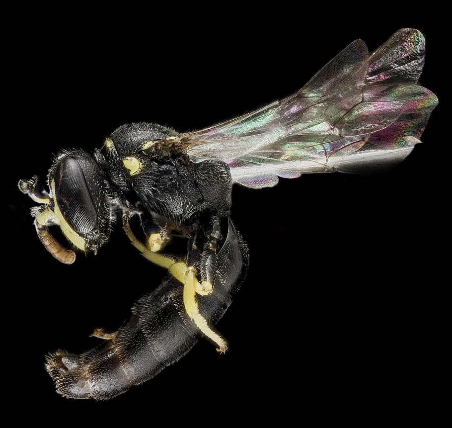 bee, insect, macro, close up, wasp-like, hylaeus georgicus HD wallpaper
