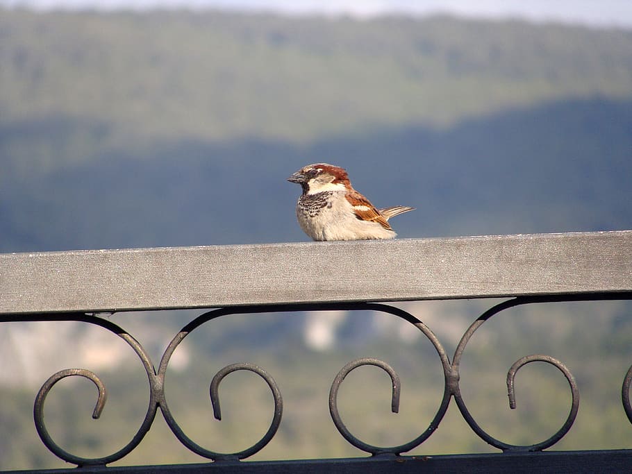sparrow, bird, animal themes, no people, vertebrate, mammal HD wallpaper