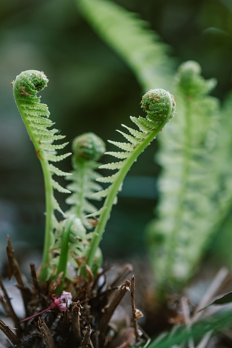 fern, green, forest, leaf, lush, nature, plant, reserve, growth HD wallpaper