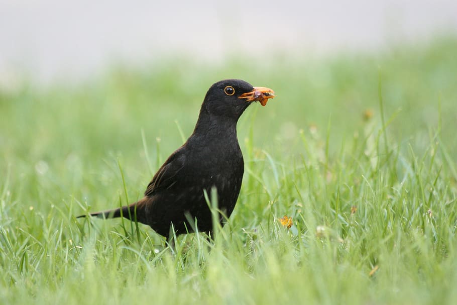 kos, bird, worm, animal themes, grass, animal wildlife, one animal HD wallpaper