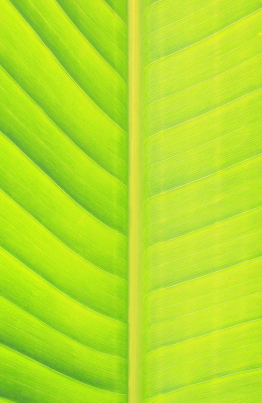 closeup photo of green painting, leaf, nature, green leaf, banana leaf, HD wallpaper